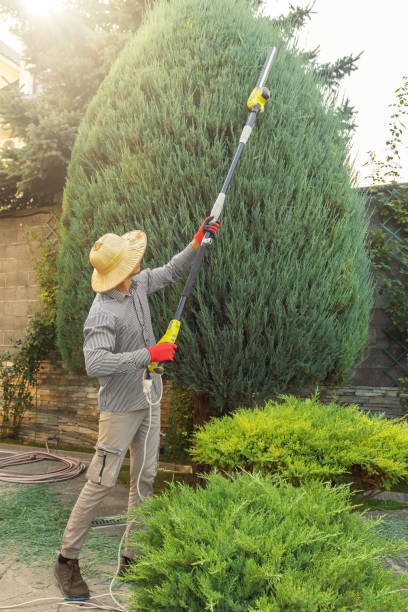 Best Tree Disease Treatment  in Sutherlin, OR